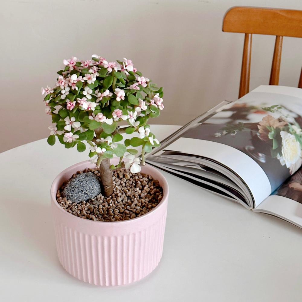 핑크 아악무 벚꽃나무 은행목 사랑목 승진 개업 축하 선물 화분