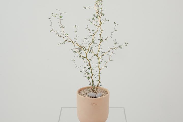 마오리소포라 키우기쉬운 인테리어 식물 공기정화식물 플랜테리어 뮬렌베키아 코로키아 올리브나무