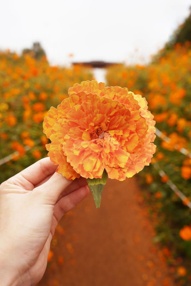 11월 금잔화 탄생화 감성 특별한 편지지