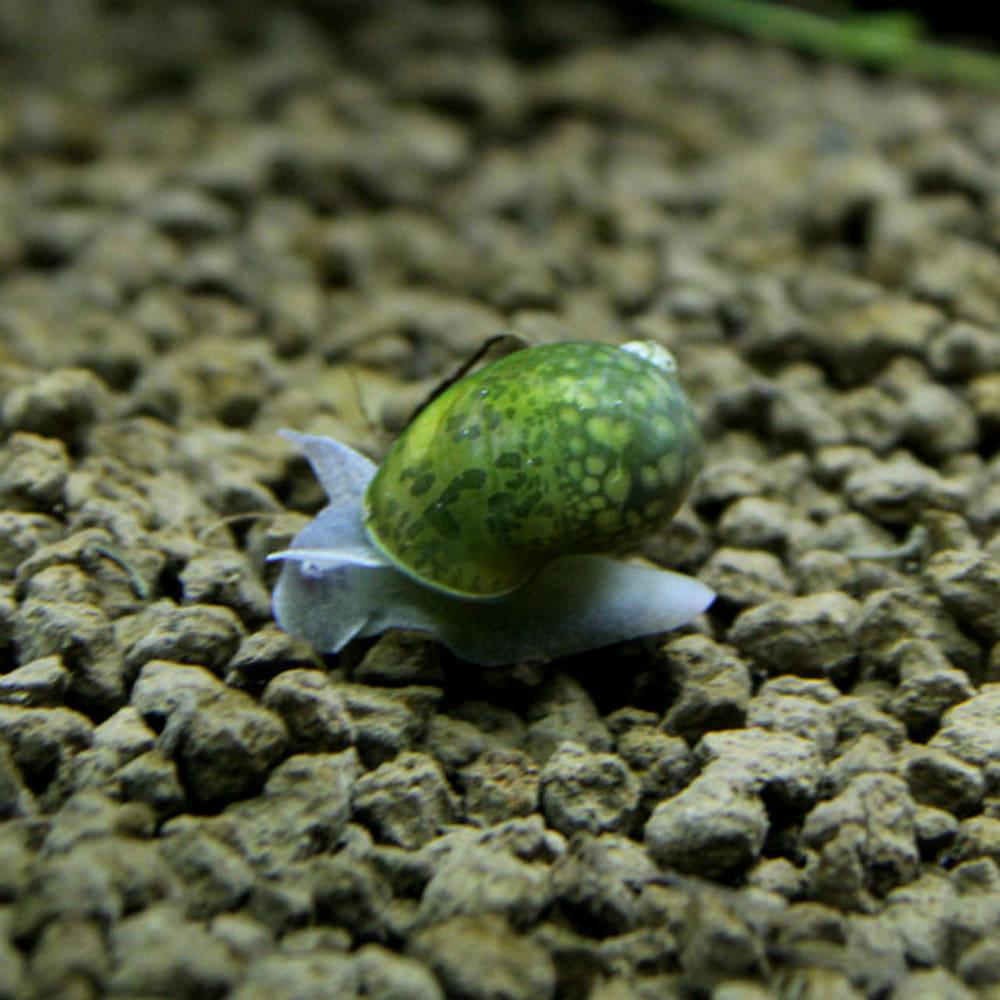 왼돌이물달팽이 (중~대) 2마리