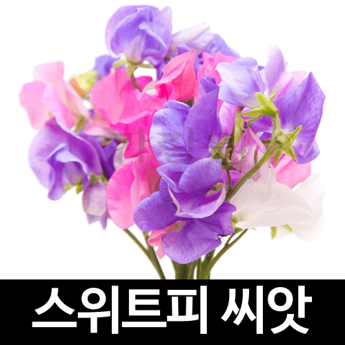 스위트피 씨앗 꽃씨 꽃 종자 야생화 야생초 ( 10알 )