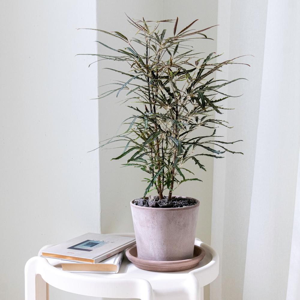 아라리오 멋스러운 인테리어 식물 아랄리아 플랜테리어