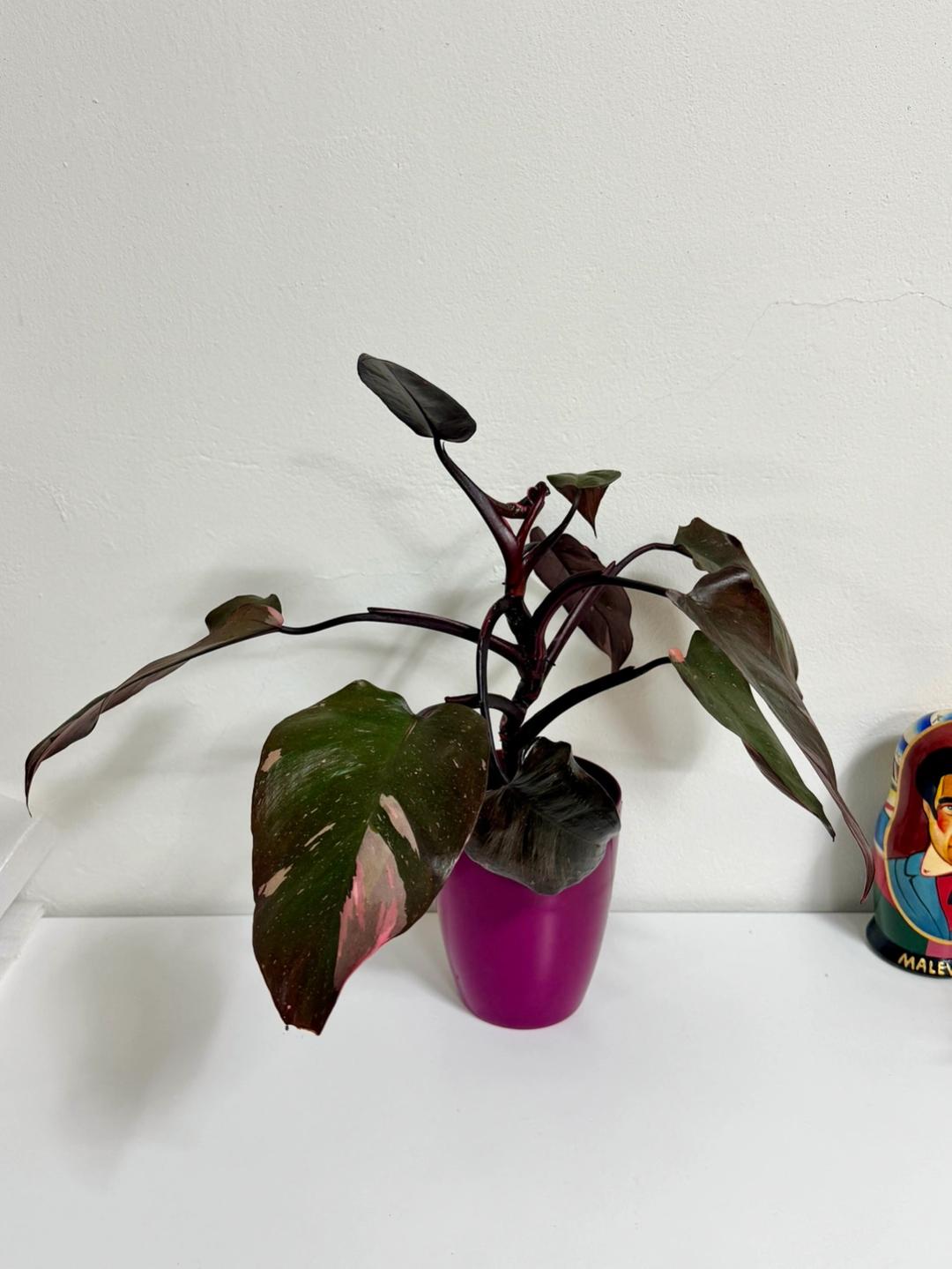 필로덴드론 핑크프린세스 버건디화분