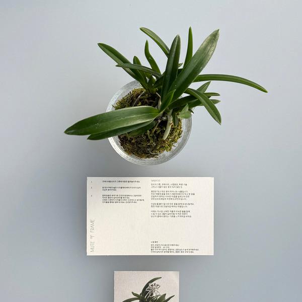 (2/13일 배송) document 002. 풍란 코케다마 키트