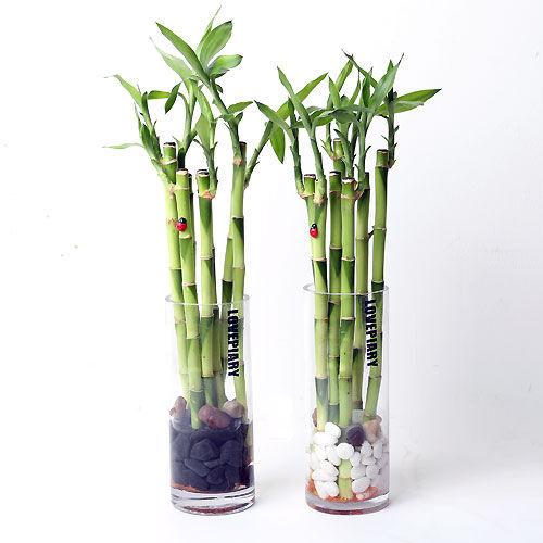 수경 개운죽 유리화병(M)