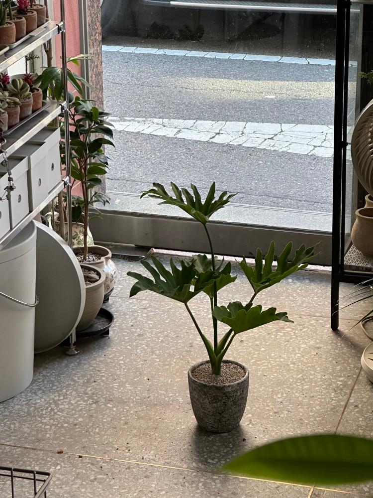 필로덴드론 호프셀렘 빈티지 키우기 쉬운 식물 인테리어 거실 카페 플랜테리어