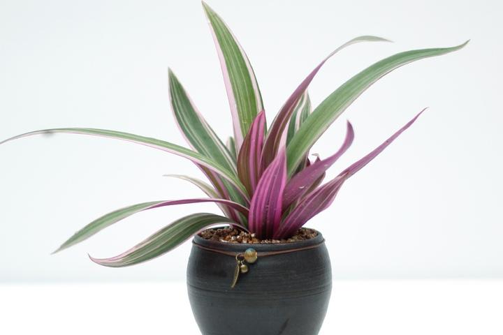 부자란 난초 장인수공예품 옹기화분 개업선물