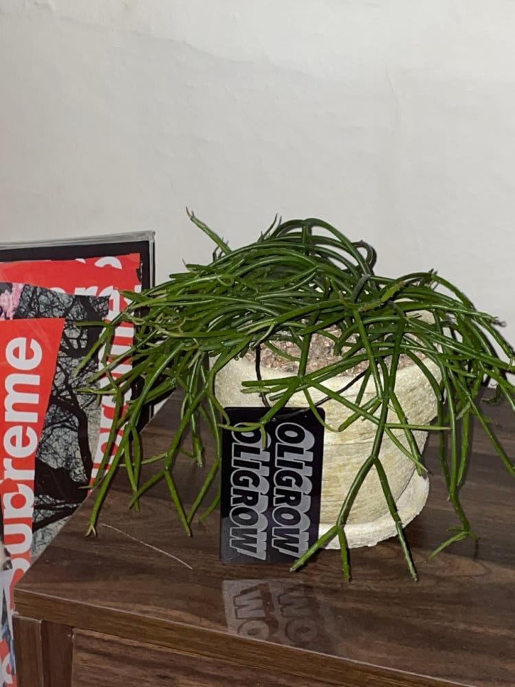 립살리스 빈티지 토분 식재세트 힙한플랜테리어 카페식물