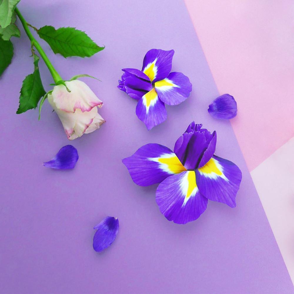 프로포즈편지지 1주년편지 100일편지 예단편지 붓꽃 다이소