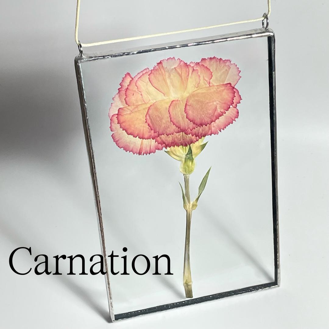 카네이션 한 송이 압화 썬캐쳐