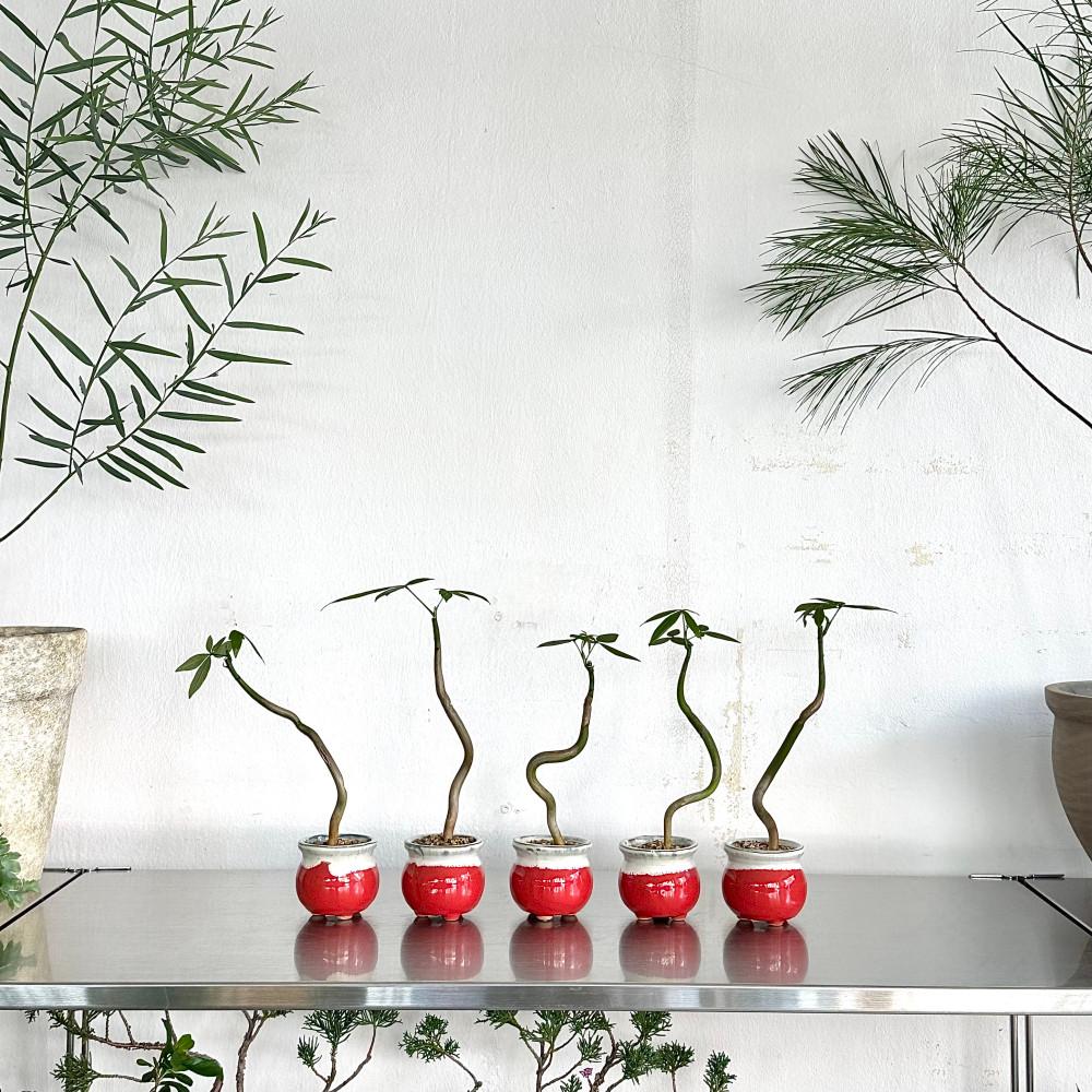 미니식물 파키라 키우기 쉬운 테이블 인테리어 식물 플랜테리어