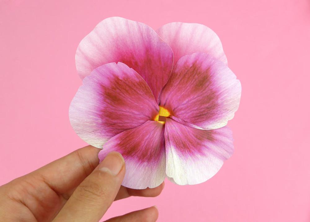 100일편지 예단편지 꽃 압화 편지지 팬지