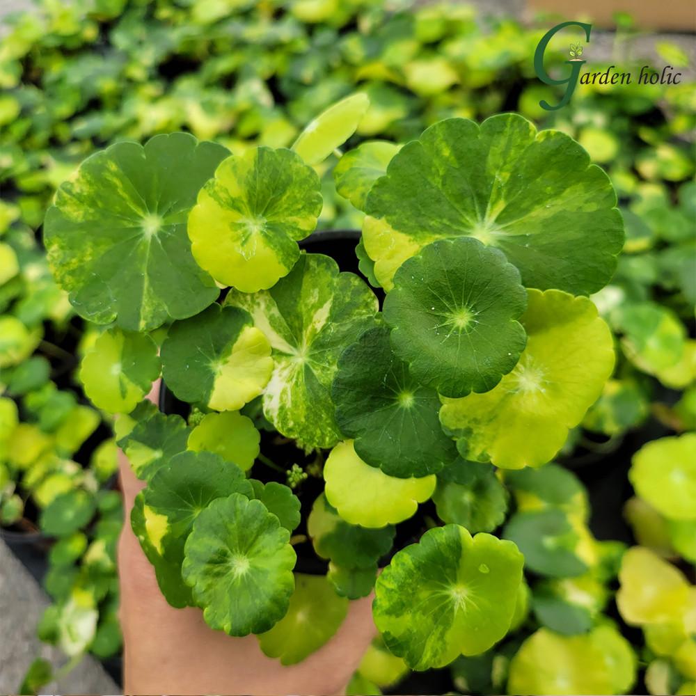 가든홀릭 무늬워터코인 희귀식물 키우기 쉬운 공기정화식물 - 위시버킷
