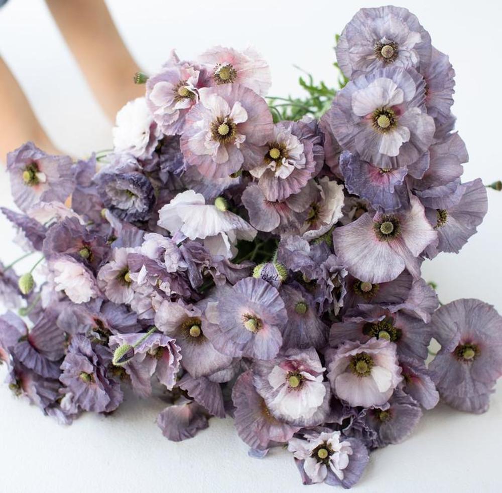 양귀비  '어메이징 그레이' (Poppy rhoeas   Shirley  'Amazing Grey') 모종 : 도개화원