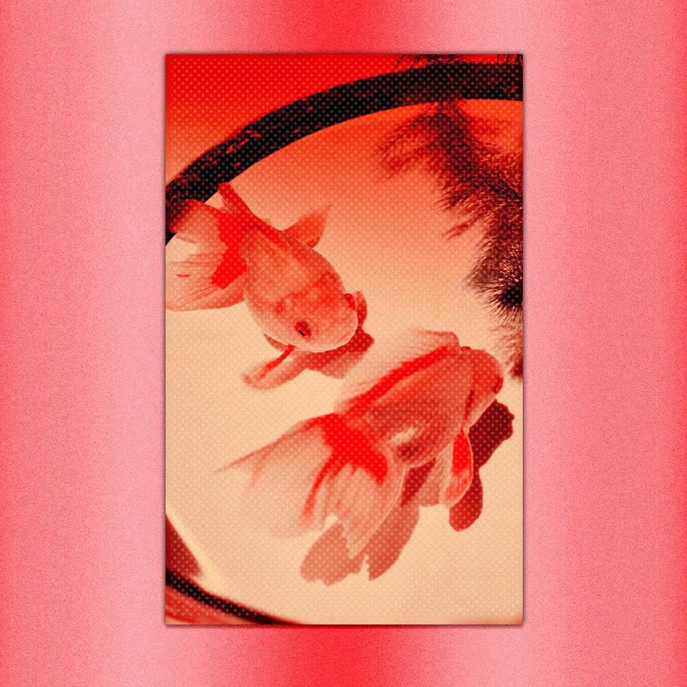 [씨스루랩] 첫사랑 금붕어 패브릭 포스터