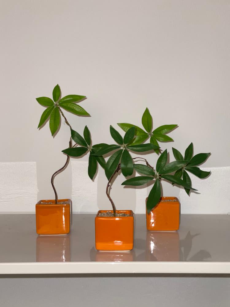 [오브제] 파키라 오렌지 사각분 세트