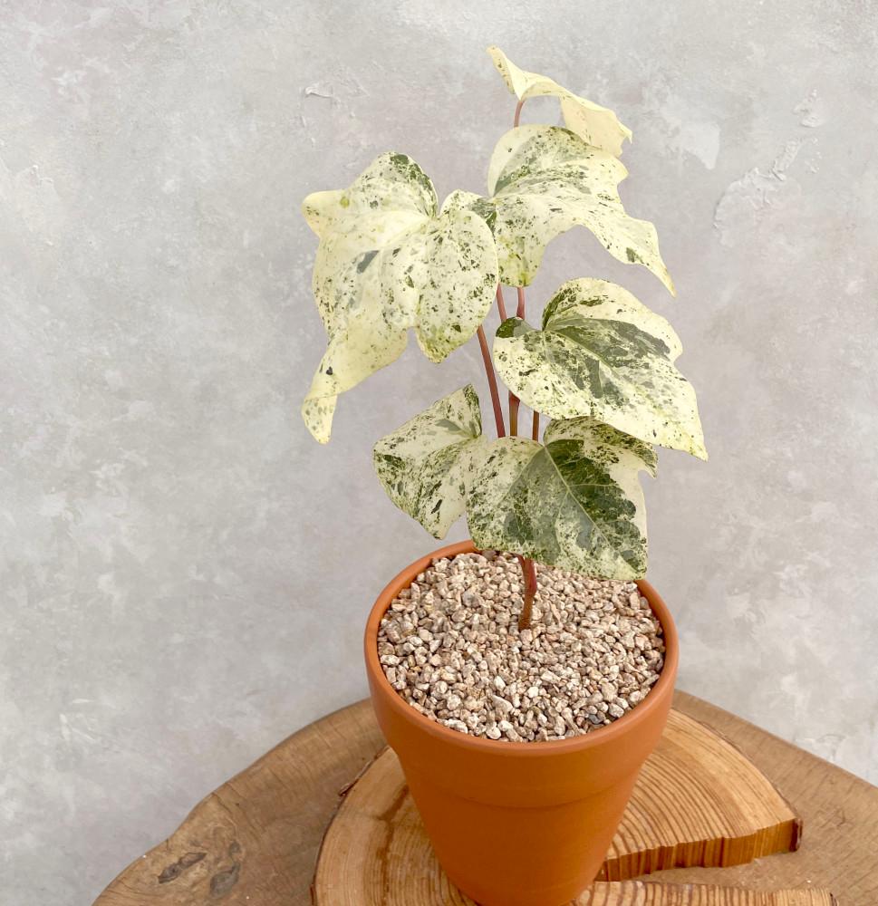 무늬 마랭고 아이비 키우기 행잉 쉬운 음지 식물 화분 인테리어 실내공기정화식물