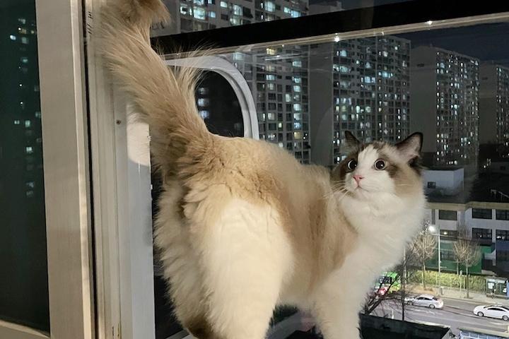 고양이 창문 테라스 캣티오 고양이캐노피