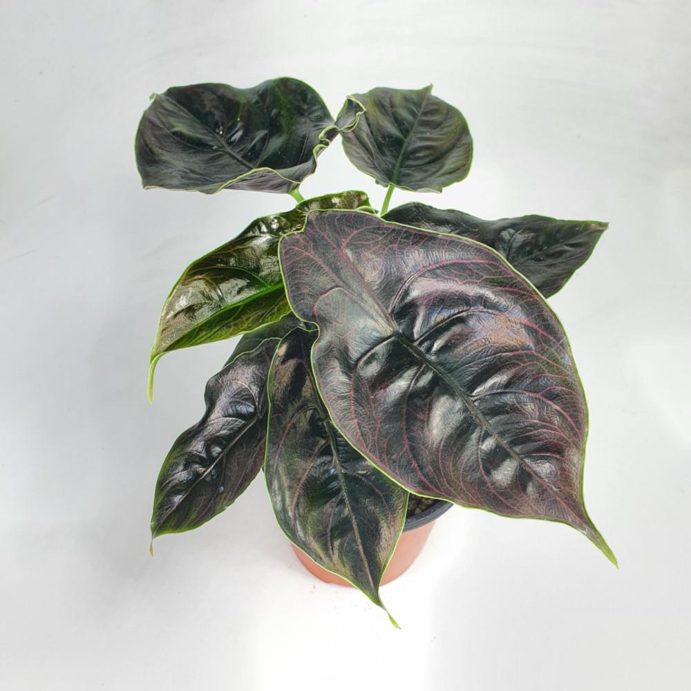 알로카시아 아즈라니  공기정화식물 / OneGreenDay / 원그린데이