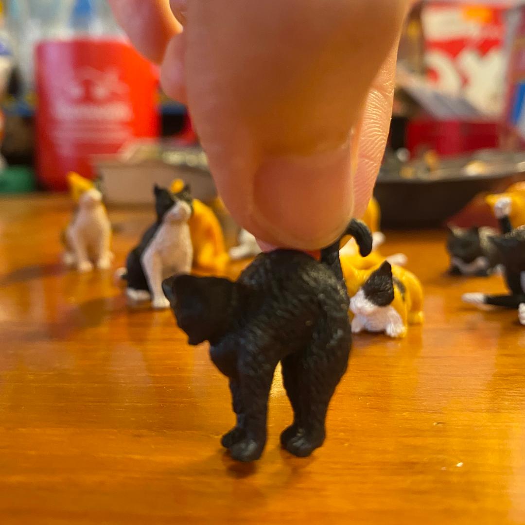 Micro cat Family