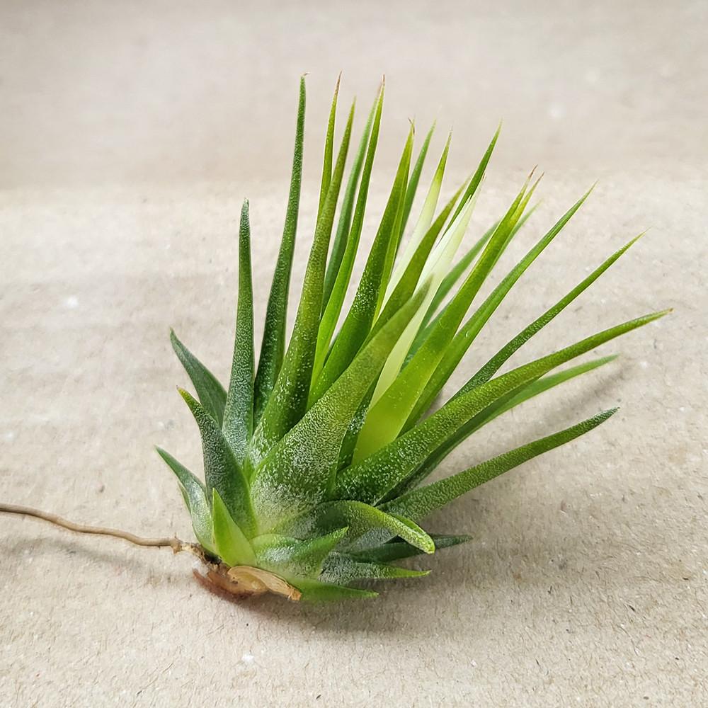 미니 이오난사 틸란드시아 공기정화식물 실내인테리어