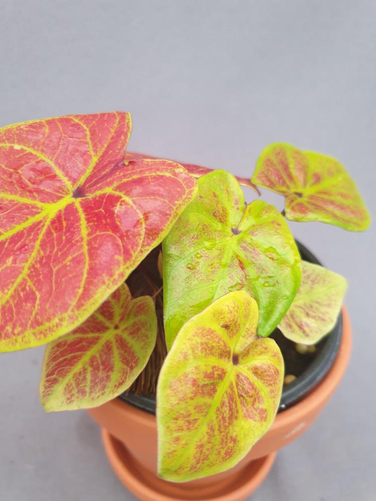 공기정화식물 칼라디움 뉴웨이브  바이칼라