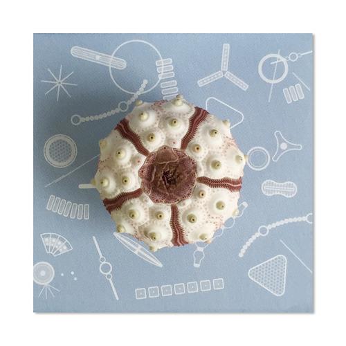 LED LAMP / 스푸트닉 성게