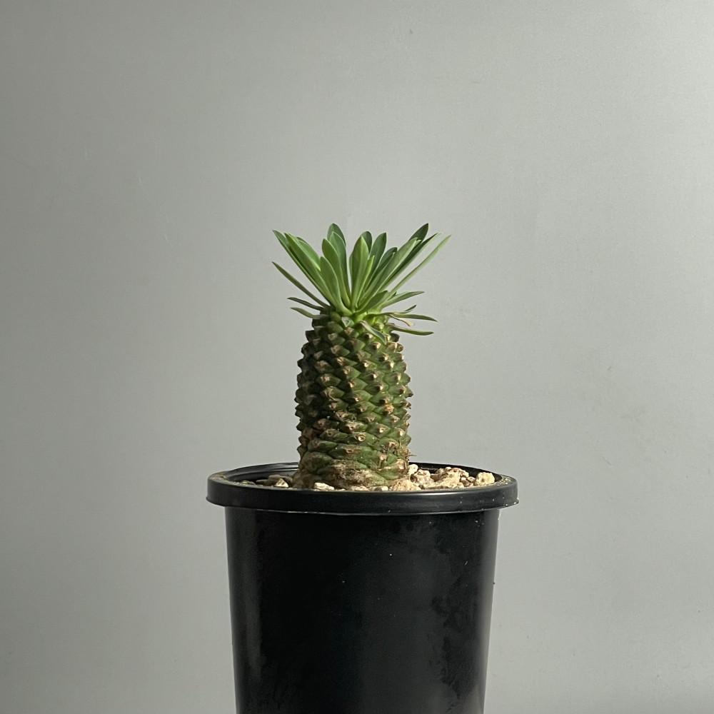 괴마옥 식물만 기본마사 괴마옥키우기 물주기 파인애플 다육이 아프리카식물