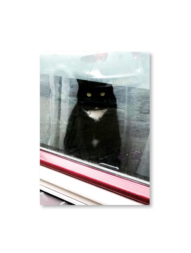 Gentle Cat Postcard