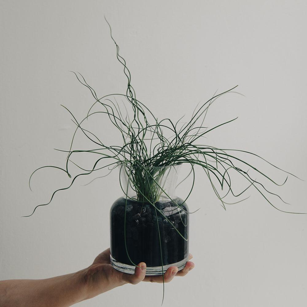 스프링골풀 준쿠스 수풀식물 테라리움 세트