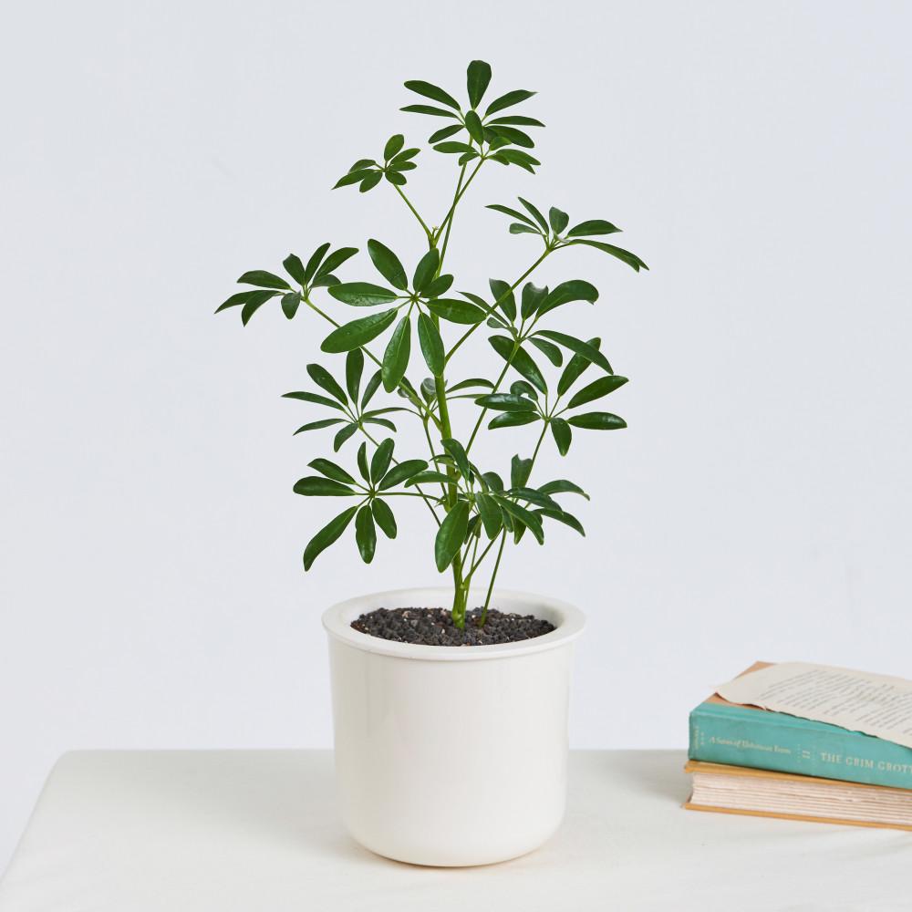 식물이 좋아하는 스밈 화분 15, 홍콩야자