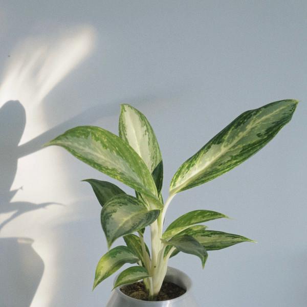 [only one] 화이트 레인