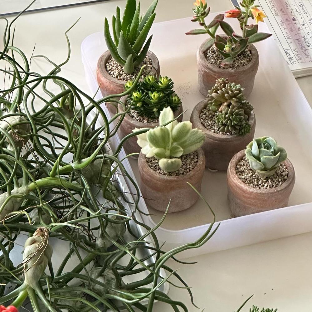 미니다육 빈티지화분 미니식물