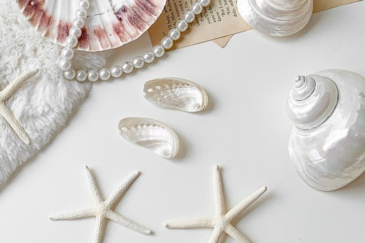 미니 바다오브제 조개트레이 불가사리 4type 전복껍데기 자개 바다 소품