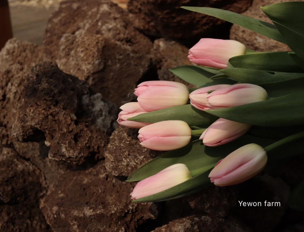 튤립 _ 다이너스티