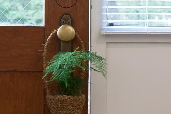 아스파라거스_행잉바구니 행잉플랜트