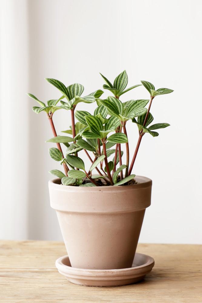 공기정화식물 줄리아페페 아이비 호야 푸미라 스킨 오색마삭줄 스파트필름 토분화분 키우기