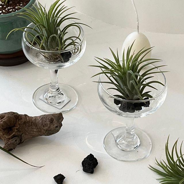 반려식물 SET(식물+화분+화산선)