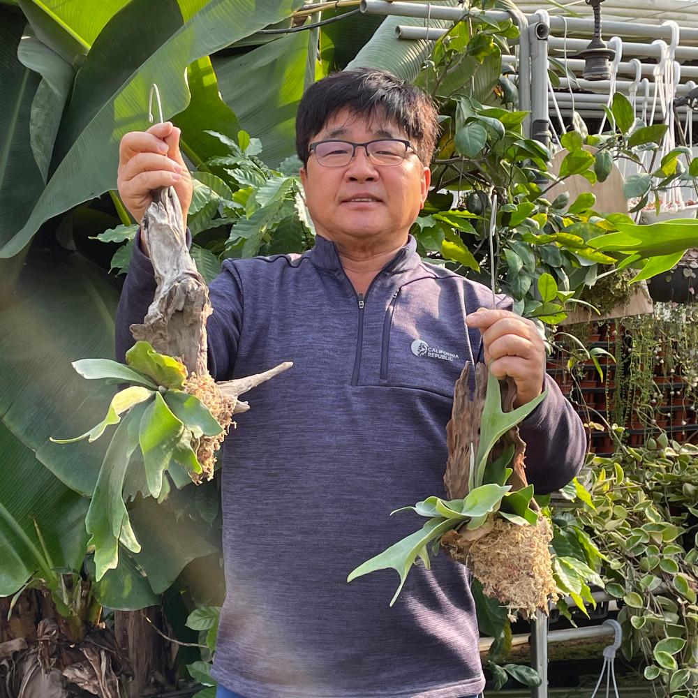 박쥐란 알시콘 중형 목부작 공기정화 행잉 인테리어 식물