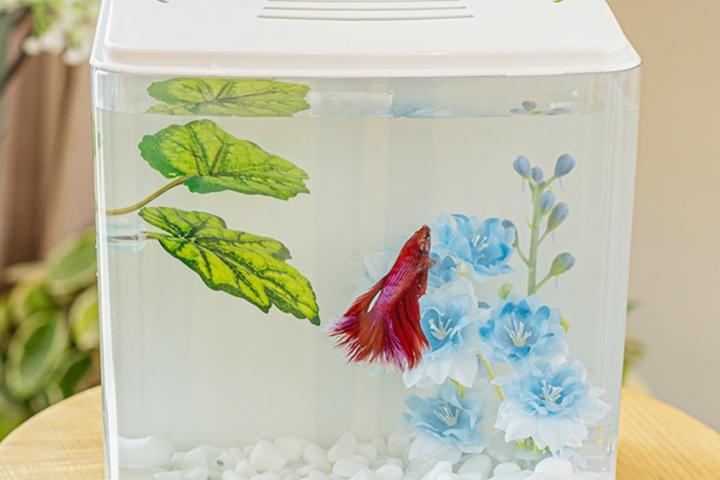 델피니움 베타하우스