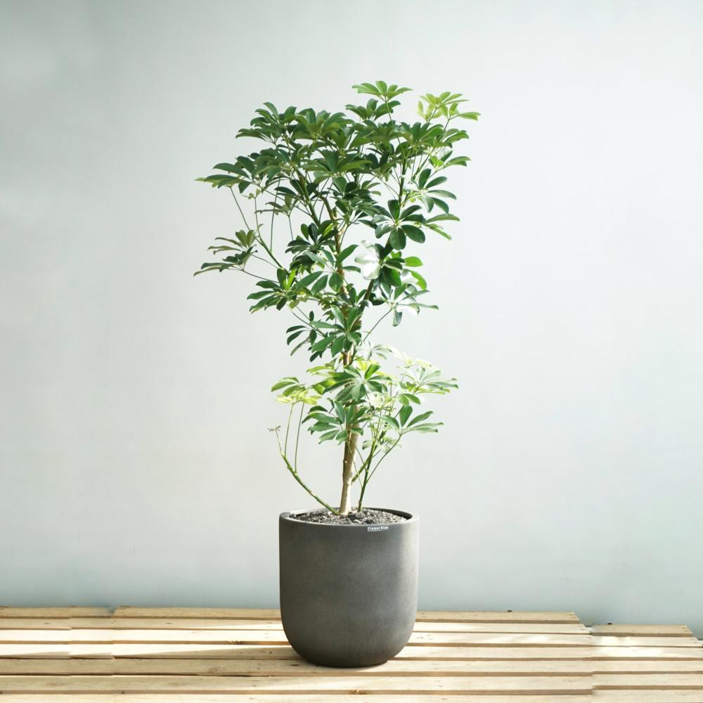 홍콩야자나무 빈티지다크그레이화분 실내 거실 대형 반려식물 개업화분 인테리어식물 플랜테리어