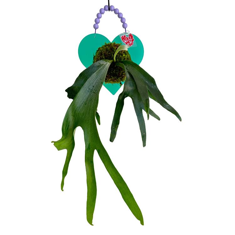 행잉 하트 박쥐란 (GREEN HEART / PURPLE HANDLE)