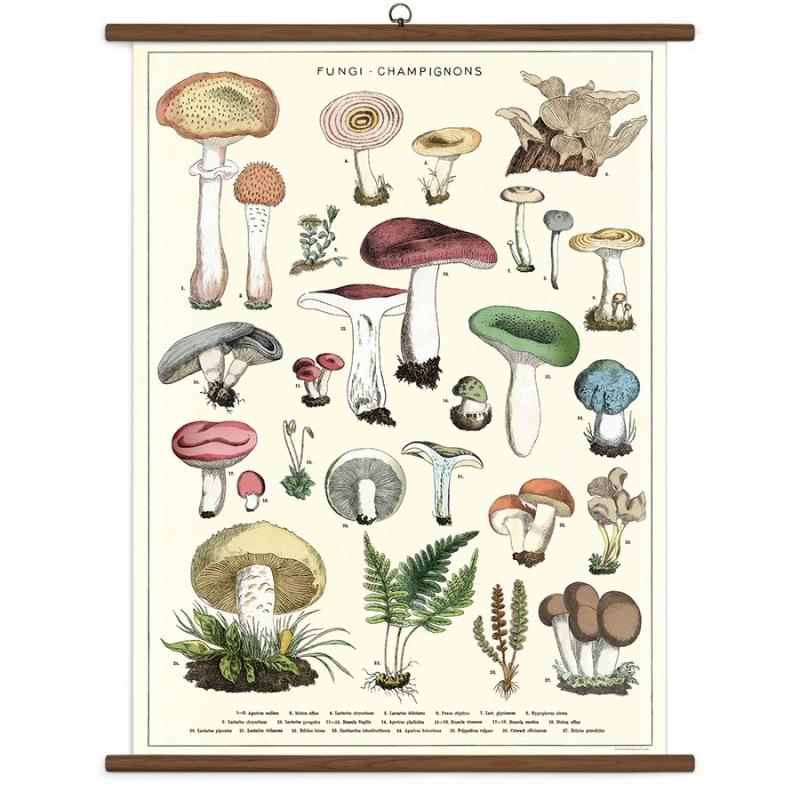 Mushroom Vintage School Chart