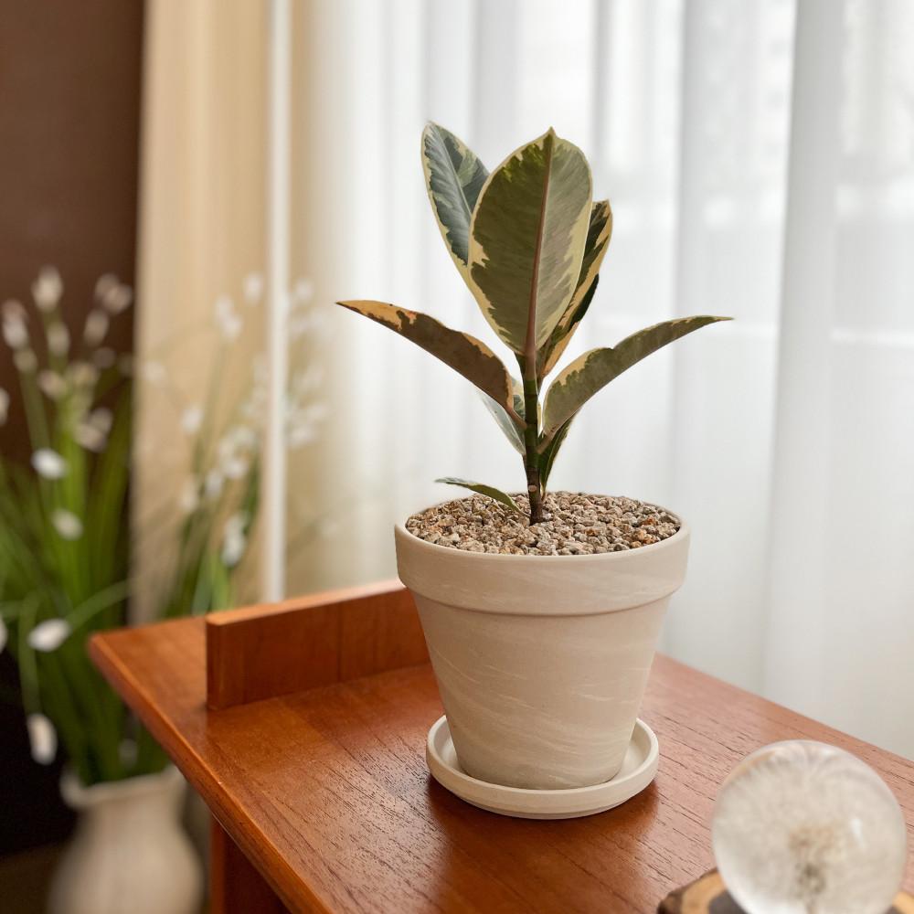 수풀플랜트 수채화고무나무 고무나무