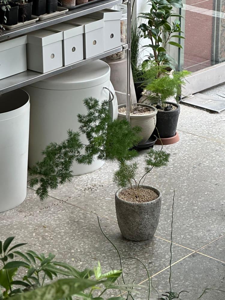 아스파라거스 미리오클라두스 빈티지화분 플랜테리어