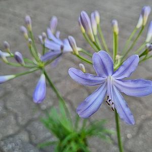 너무예쁨 아가판서스 색상랜덤 월동짱잘해