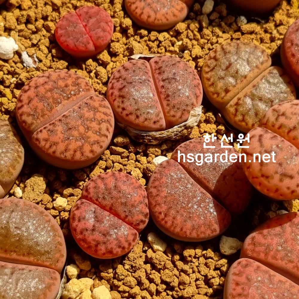 브롬필디 bromfieldii  Embers  ...리톱스 키우기 파종 전문 농장 판매 종류 탈피 씨앗 꽃 분갈이 한선원