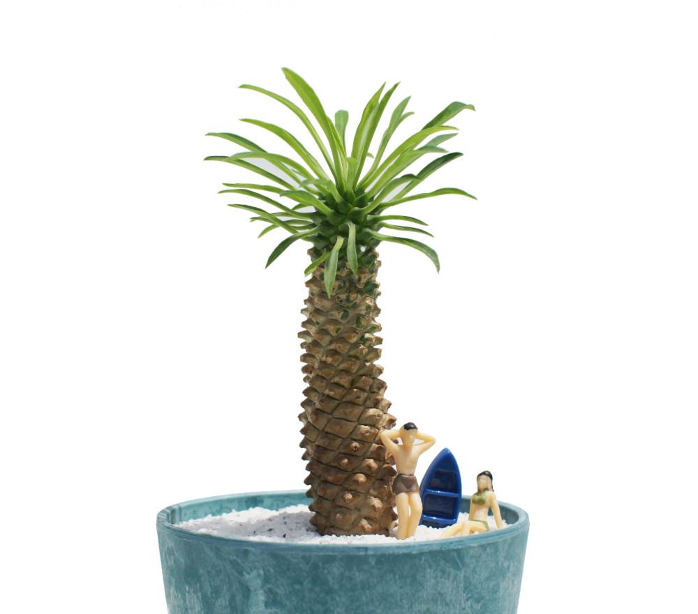괴마옥 파인애플 선인장 야자수 다육 유지관리 쉬운 인테리어 사무실 책상 테이블 개성있는 화분