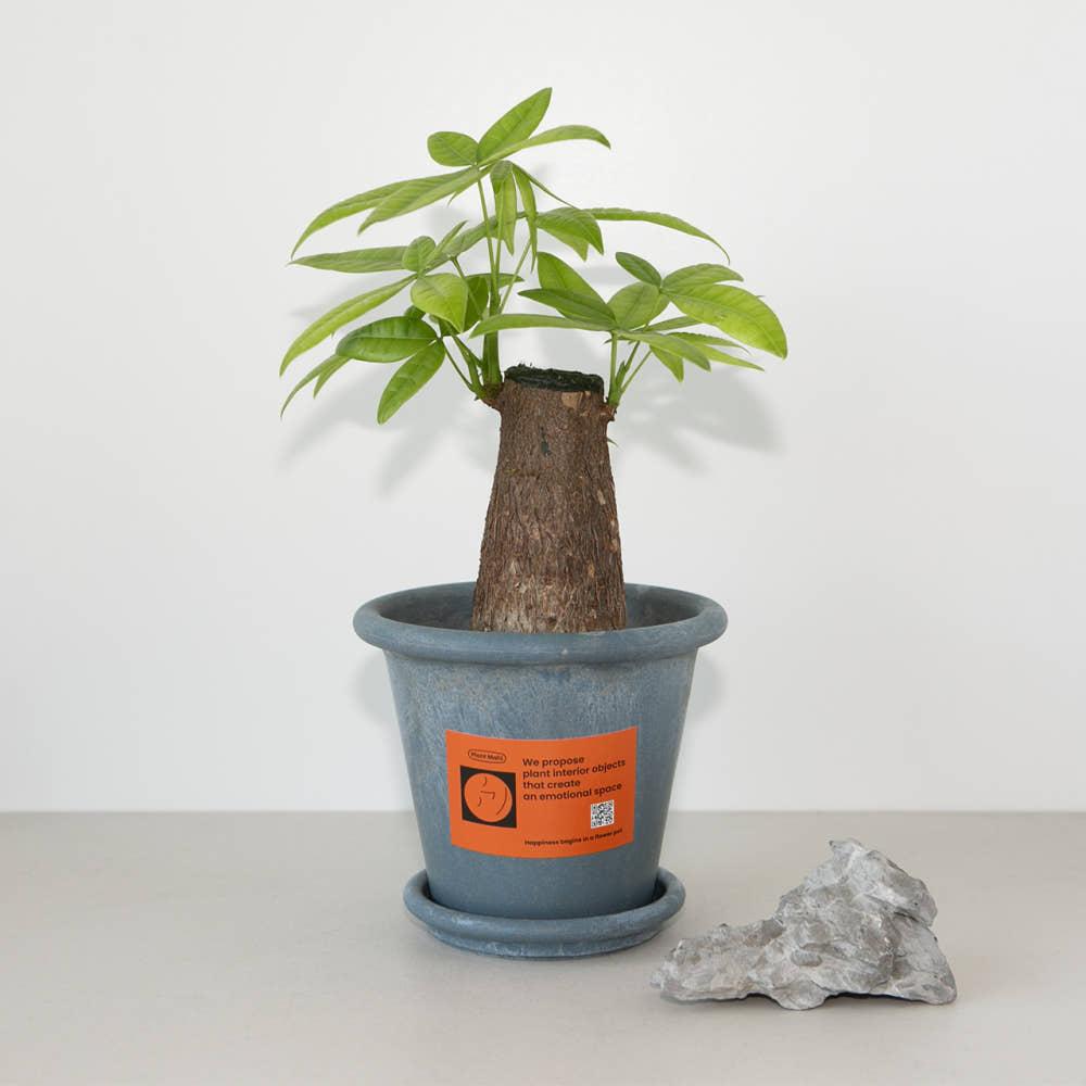 파키라 머니트리 마블팟 공기정화 식물 선물