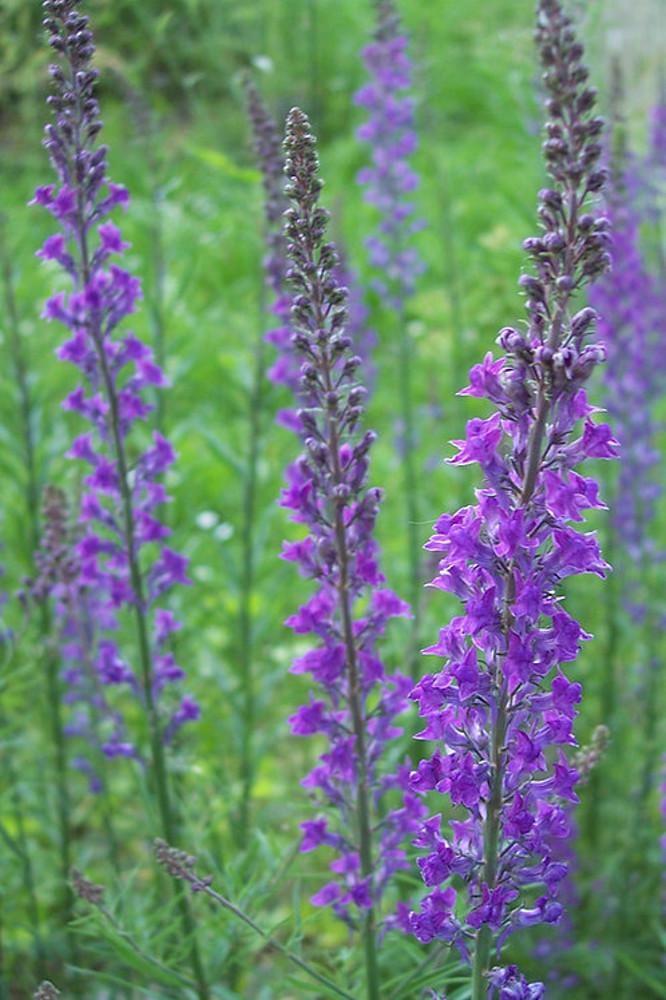 리나리아 퍼퓨리어 퍼플( linaria purpurea Purple) : 도개화원